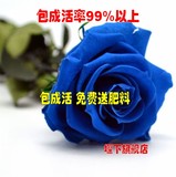 5颗包邮日本进口玫瑰花苗日本蓝色纯蓝色妖姬盆栽玫瑰苗当年开花