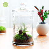 苔藓微景观玻璃小森林生态瓶办公室桌面摆件绿植DIY植物