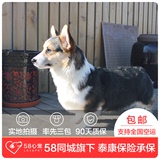【58心宠】纯种柯基宠物级幼犬出售 宠物狗狗活体 上海包邮