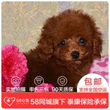【58心宠】红色纯种泰迪幼犬 贵宾标准体 宠物狗狗活体 同城包邮