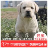 【58心宠】纯种拉布拉多双血统幼犬出售 宠物狗狗活体 同城包邮