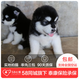 【58心宠】纯种阿拉斯加宠物级幼犬出售 宠物狗狗活体 成都包邮