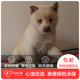 【58心宠】纯种柴犬宠物级幼犬出售 宠物狗狗活体 成都包邮