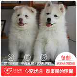 【58心宠】纯种哈士奇单血统幼犬出售 宠物狗狗活体 广州包邮