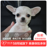 【58心宠】纯种吉娃娃宠物级幼犬出售 宠物狗狗活体 上海包邮