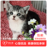 【58心宠】美国短毛猫纯种 美短加白 宠物猫活体 同城包邮