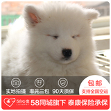 【58心宠】纯种萨摩耶宠物级幼犬出售 宠物狗狗活体 深圳包邮