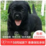 【58心宠】纯种拉布拉多单血统幼犬出售 宠物狗狗活体 同城包邮