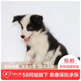 【58心宠】纯种边牧双血统幼犬出售 宠物狗狗活体 广州包邮