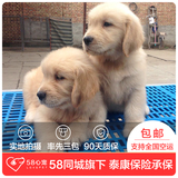 【58心宠】纯种金毛双单统幼犬出售 宠物狗狗活体 深圳包邮
