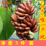 红皮香蕉广西特产新鲜水果 自然熟无催熟剂红色香蕉红米蕉非进口