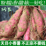 【天天特价】农家自产 天目山迷你小香薯 新鲜小红薯有机地瓜山芋