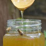 蜂蜜纯天然农家自产蜂蜜 春季洋槐花期纯正土蜂蜜 正品包邮500g