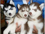 出售纯种哈西伯利亚雪橇哈士奇幼犬 三把火蓝眼睛哈士奇宠物狗狗