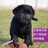 抢购黑色拉布拉多幼犬纯种宠物狗活体导盲犬大型寻回猎犬健康出售