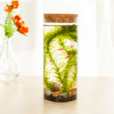 创意带LED灯迷你水族箱生态瓶 桌面小型热带鱼观赏鱼圆柱玻璃鱼缸