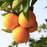 湖南特产纯天然超甜橙子正宗永兴冰糖橙生态农家新鲜水果5斤包邮
