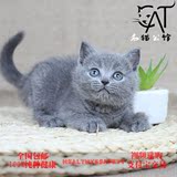 出售纯种  俄罗斯蓝猫 可爱蓝猫宠物猫 健康 包养活 家养