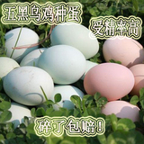 五黑一绿鸡种蛋爱精蛋  纯种绿壳种蛋受精率高 孵化蛋