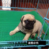 上海出售纯种巴哥犬/八哥/巴哥/哈巴狗/巴哥幼犬/哈巴狗/白色巴哥