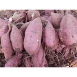 新鲜红薯生白心薯番薯山芋红薯地瓜农家有机种植小红薯5斤