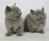 英国短毛猫 英短蓝猫 纯种猫咪活体幼猫 公猫DD 有视频狗时代