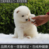 昆明萨摩耶萨摩耶幼犬纯种萨摩耶狗狗微笑天使萨摩耶中型犬萨摩