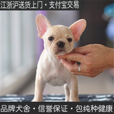 上海出售纯种健康法国斗牛犬幼犬出售法牛法斗英国斗牛犬白色活体
