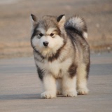 出售阿拉斯加雪橇犬活体 纯种家养宠物狗狗巨型阿拉斯加幼犬19