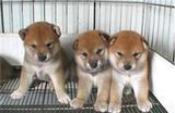 家养柴犬出售 纯种幼犬 日系柴犬 赤色 八公犬 健康可爱 短毛