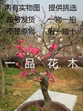 红梅盆景树桩实物腊梅花红梅树苗乌梅绿梅朱砂梅室内盆栽包邮66