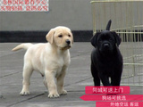 赛级 拉布拉多犬 导盲 幼犬 白色黑色公母均有 已做疫苗 已驱虫