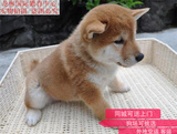 包邮特价 纯种血统 日本柴犬 幼犬 已做疫苗 已驱虫 公母均有