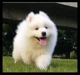 上海箴业宠物有限公司出售萨摩耶犬幼犬宝宝纯种健康企业店直销
