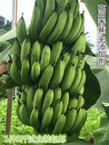 正宗高州香蕉 新鲜采摘 无添加剂 1件3斤包邮 2件减3元 每人限2件