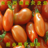 东港特产新鲜水果409小柿子圣女果小番茄味道酸甜可口3斤起包邮