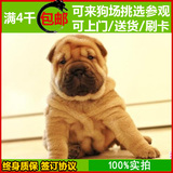 纯种沙皮犬 幼犬出售 家养健康 赛级宠物狗狗 北京可送货挑选刷卡