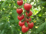 北京怀柔新鲜蔬菜圣女果 小西红柿 非转基因 有机肥 新鲜采摘500g