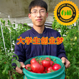新鲜农家西红柿番茄 北京有机蔬菜 自然熟不催红 满5斤包邮