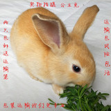 小白兔活体宠物兔宝宝公主兔熊猫兔子黑兔灰兔小野兔家养包活包邮