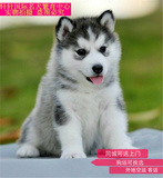 赛级 哈士奇 西伯利亚犬 幻影幼犬 公母颜色均有 已做疫苗 已驱虫