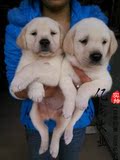 【亿宠】包纯种健康导盲巡回拉布拉多幼犬出售 宠物小狗狗活体