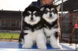 标准十字脸巨型雪橇阿拉斯加幼犬出售 宠物小狗狗活体支持支付宝