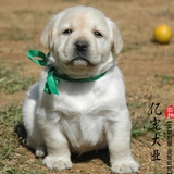 【亿宠】出售纯种拉布拉多幼犬 导盲巡回犬大型犬宠物小狗活体