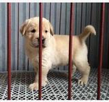 赛级双血统拉布拉多犬纯种幼犬出售白黑棕色寻回猎犬活体宠物狗狗