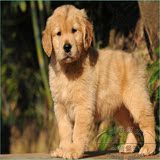 【莱美】出售纯种金毛犬 黄金寻回犬幼犬 大型犬 宠物狗狗活体