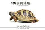 【萌宠大家族】赫曼陆龟 活体 包邮 包活 健康宠物龟观赏龟吃菜龟