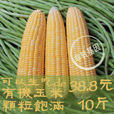 农庄特产非转基因水果玉米农家新鲜现摘有机甜玉米棒绿色食品10斤