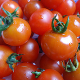 农家新鲜小番茄 西红柿蔬菜 非转基因天然圣女果水果1000g包邮