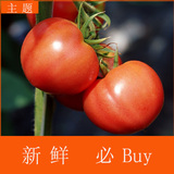 农家西红柿 新鲜水果圣女果 非转基因大番茄 5斤大柿子蔬菜包邮